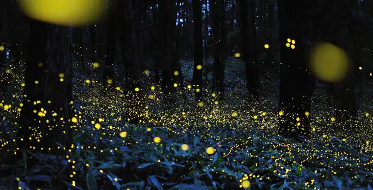 Fireflies Laser Light